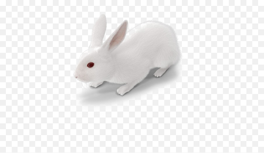White Rabbit Png Free Download - Transparent White Rabbit Png,White Rabbit Png