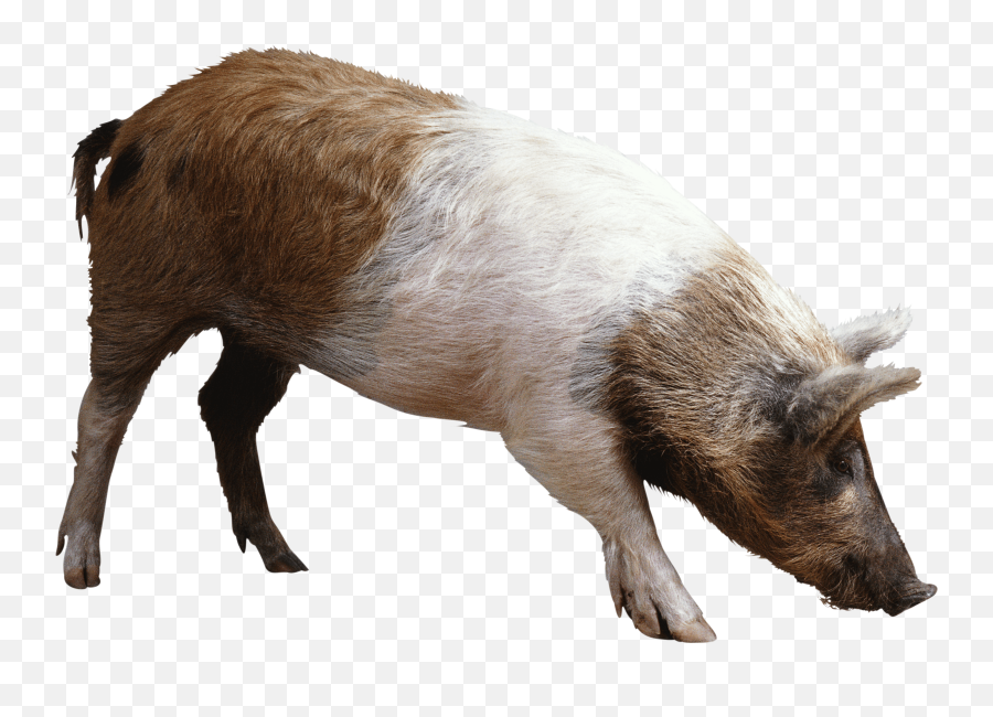 Download Pig Hq Png Image In Different - Diagram Life Cycle Of A Pig,Pig Png