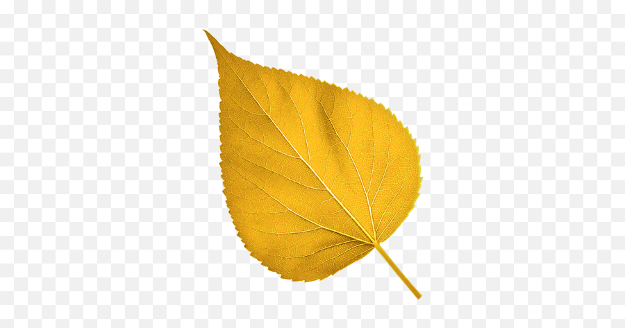 Gold Leaf Png Image - Gold Leaf Png Transparent,Gold Leaf Png