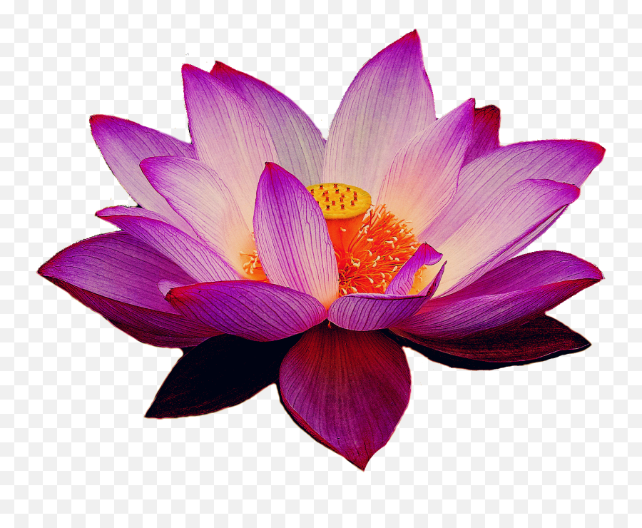Lotus Flower Png Images Free Download - Lotus Flower Transparent Background,Lotus Png