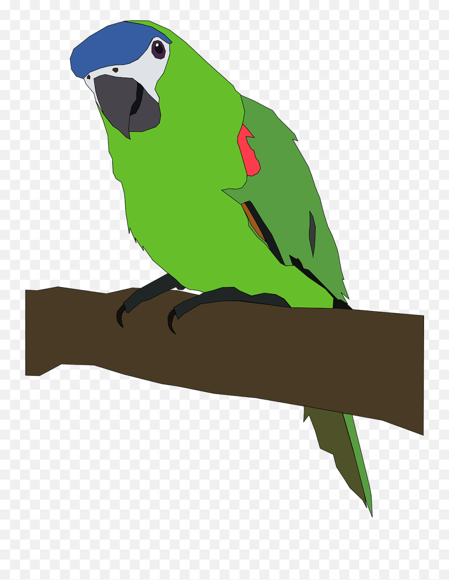 Parrot Tropical Bird - Parrot Clip Art Png,Parakeet Png