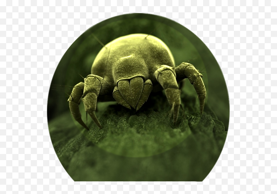 Download Dust Mites Love Fungi - Dust Mite Meme Png,Germs Png