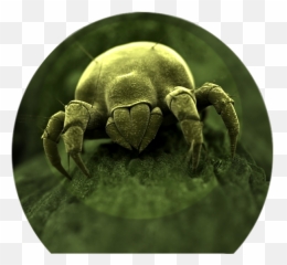 Download Dust Mites Love Fungi - Dust Mite Meme Png,Germs Png