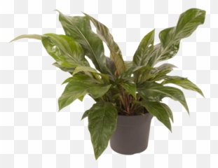 Anthurium Jungle King - X png