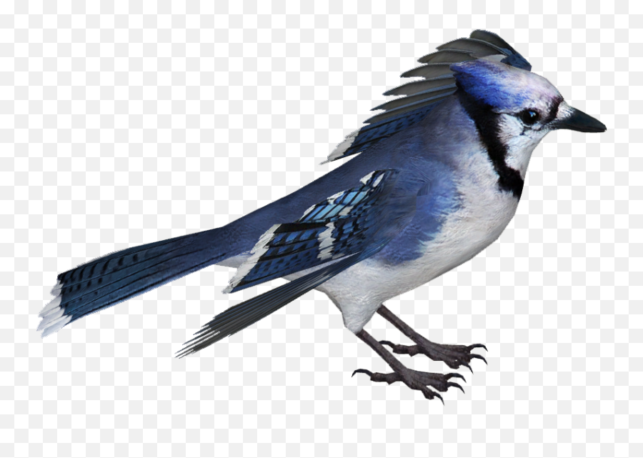 Blue Jay Png Image With No Background - Blue Jay Png,Blue Jay Png