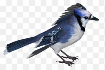 Download Toronto Blue Jays Png Mlb St Louis Cardinals Logo Blue Jay Png Free Transparent Png Images Pngaaa Com