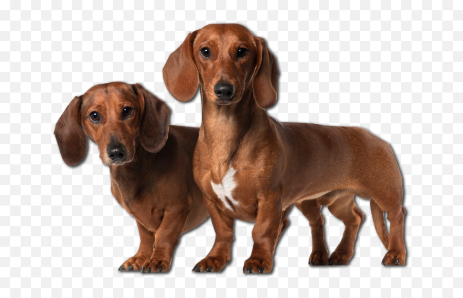 Png Download Free Dachshund - Transparent Dachshund Dog Png,Dachshund Png