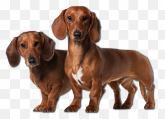 Png Download Free Dachshund - Transparent Dachshund Dog Png,Dachshund Png