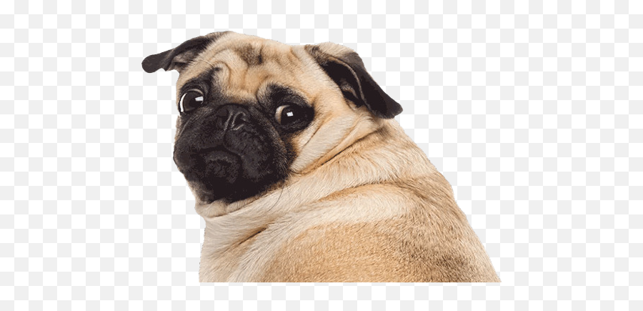 Cute Pug Png File - Pug Png,Pug Png