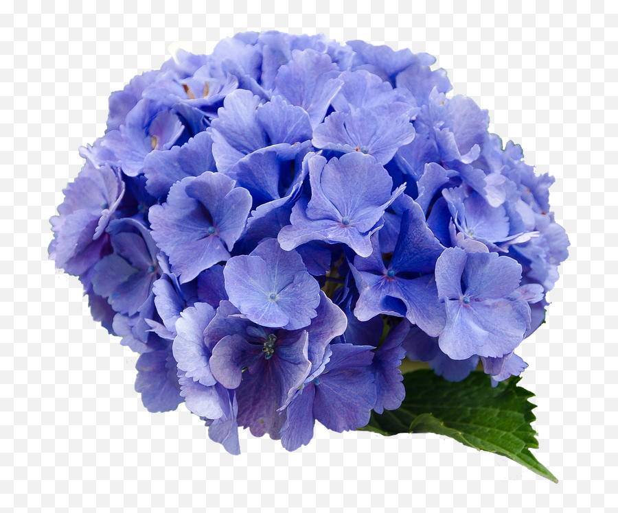 Flower Hydrangea Blue - Transparent Background Hydrangea Flower Png,Hydrangea Png