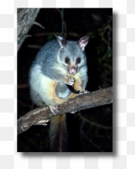 Possum Rescue - Possum Png,Possum Png