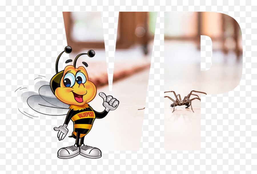 Spiders Pest Removal - House Spider Png,Cartoon Spider Png
