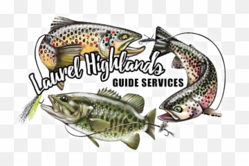 Get To Know Your Guide - Trout Full Size Png Download Fish Products,Trout Png