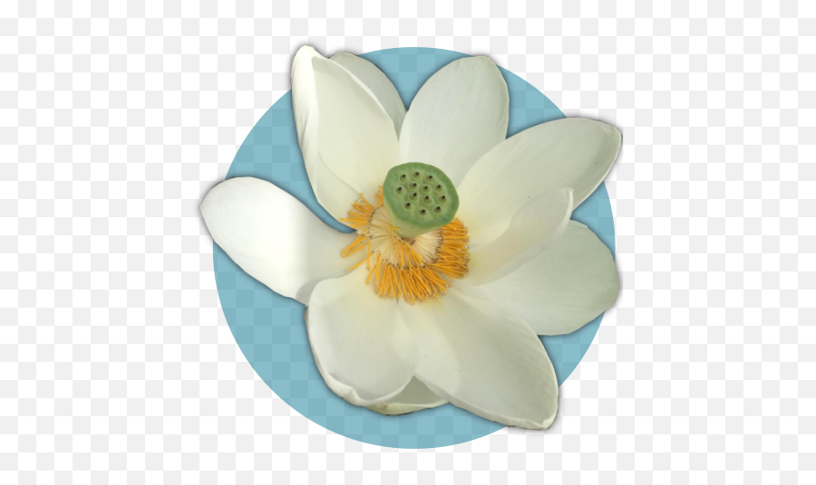 Lotus Flower Healing U2013 Sound - Nymphaea Nelumbo Png,Lotus Flower Transparent