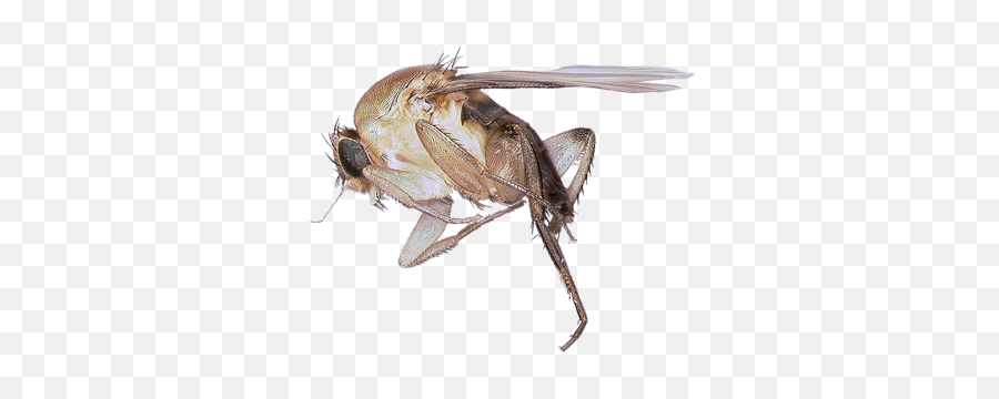 Flies Facts U0026 Information Hulett Pest Control - Humpback Fly Png,Flies Png
