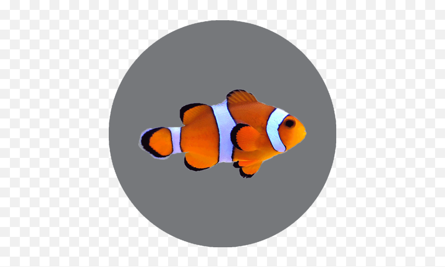California Academy Of Sciences - Ocellaris Clownfish Png,Clownfish Png