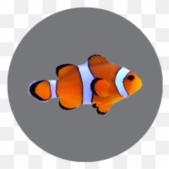 California Academy Of Sciences - Ocellaris Clownfish Png,Clownfish Png