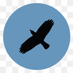 Download Free Png Ravenclaw Image - Dlpngcom Ravenclaw Bird Png,Ravenclaw Png