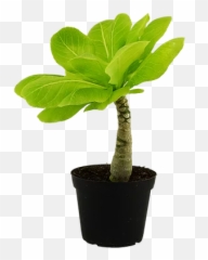 Hawaiian Palm Aerify Plants - Flowerpot png