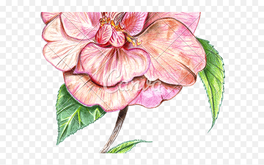 Anthurium Transparent Png Image - Colored Drawn Flowers,Japanese Flower Png