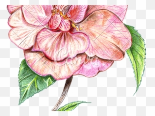 Anthurium Transparent Png Image - Colored Drawn Flowers