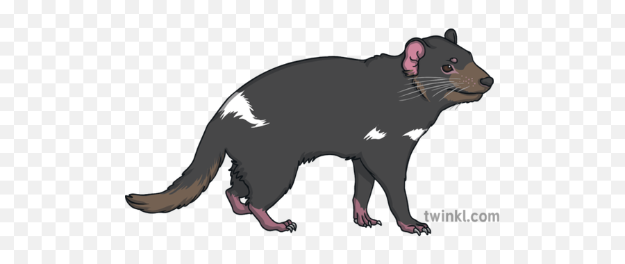 Tasmanian Devil Australia Wild Open Eyes Animal Ks1 - Tasmanian Devil Png,Devil Eyes Png