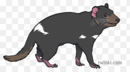 Tasmanian Devil Australia Wild Open Eyes Animal Ks1 - png