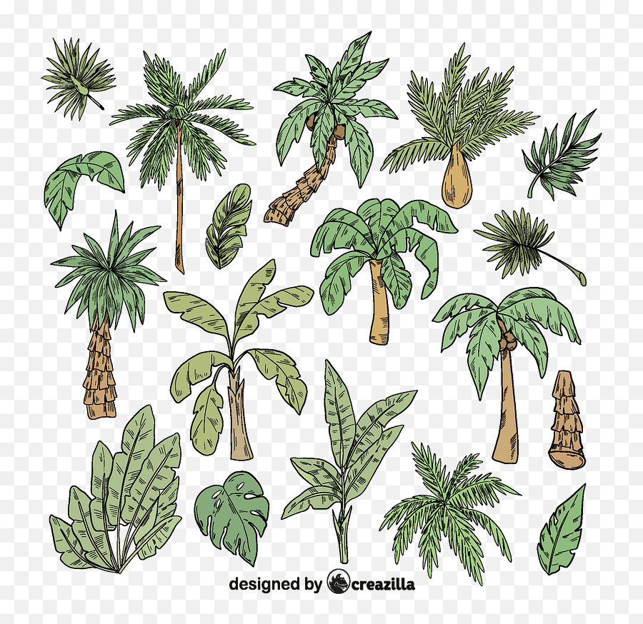 Set Of Palm Tree Vector - Fresh Png,Palm Tree Vector Png