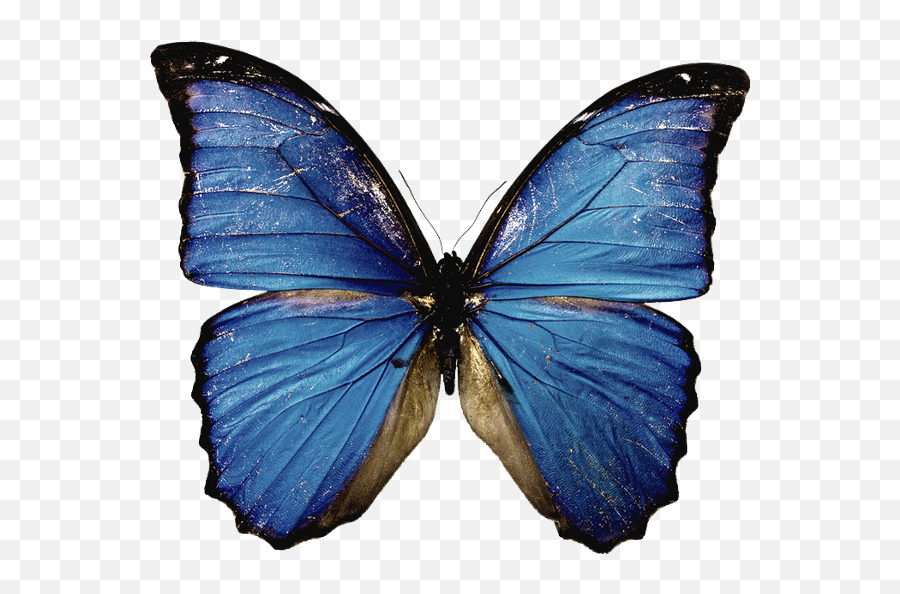 Free Transparent Butterfly Png Download - Butterfly Png,Butterfly Emoji Png