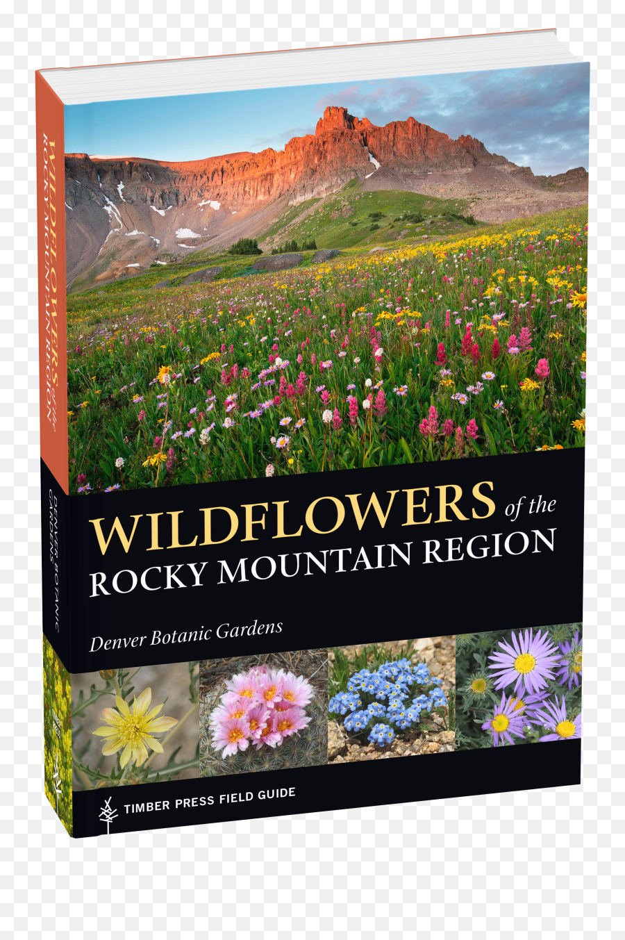Wildflowers Of The Rocky Mountain - Wildflowers Flower In Mountain Png,Wildflowers Png