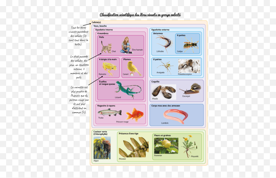 Svt La Biodiversité Iii U0026 Iv Flashcards Quizlet - Pest Png,Attribut Vector Icon