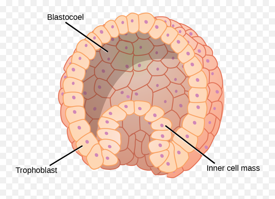 Fertilization And Early Embryonic Development U2013 Biology 2e - Blastula Stage Of A Mammal Png,Cleavage Icon