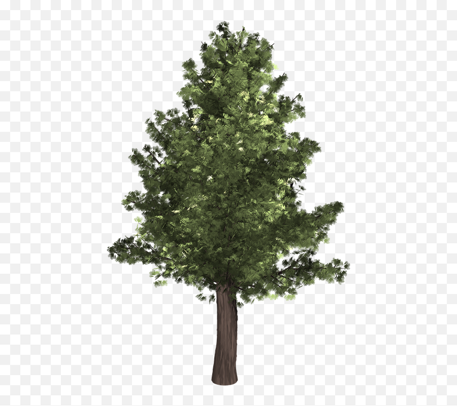 Evergreen Trees Png - Tree Evergreen Isolated Pine Tree Png,Pine Trees Png