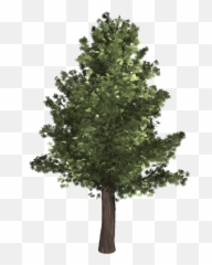 Evergreen Trees Png - Tree Evergreen Isolated Pine Png