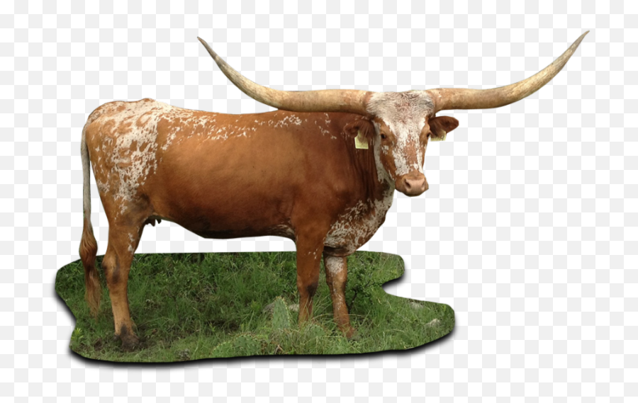 Texas Longhorn Cattle Png - Texas Longhorn Cattle Png,Longhorn Png