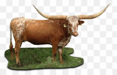 Texas Longhorn Cattle Png - Texas Longhorn Cattle Png,Longhorn Png