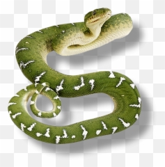 Render Reptiles Png
