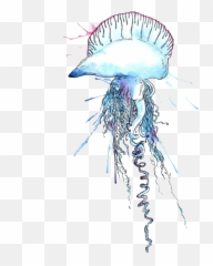 Free Png Blue Bottle Jellyfish Images Transparent - Man O War