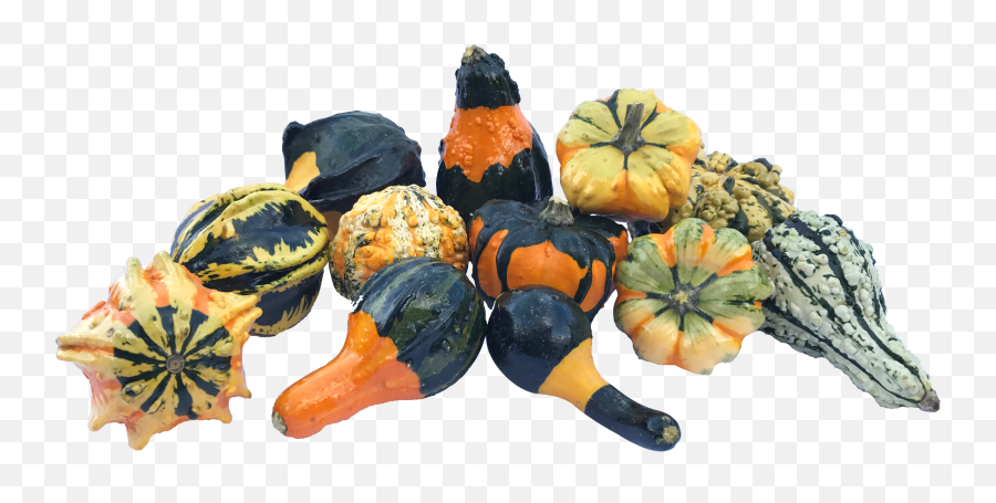 Gourds - Gourds Png,Gourd Png