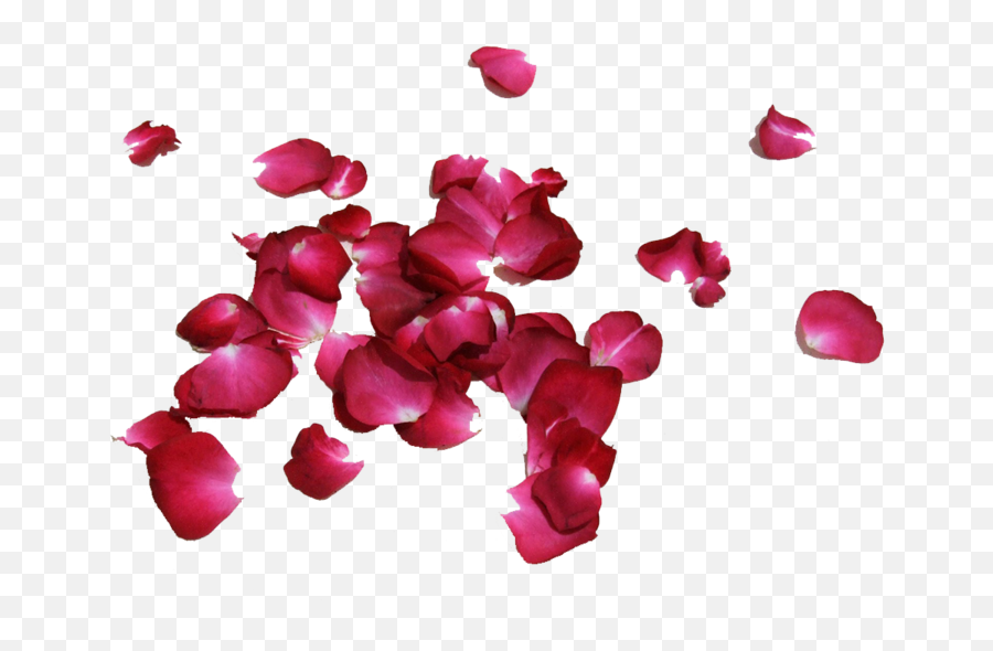 Rose Petals - Portable Network Graphics Png,Rose Petals Png