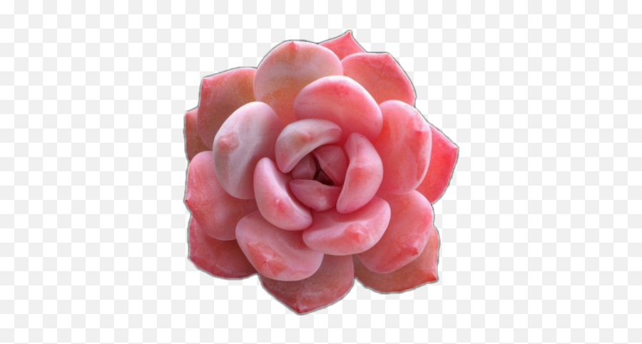 Succulent Pink Pinksucculent - Pink Succulents Png,Succulent Png