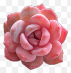 Succulent Pink Pinksucculent - Pink Succulents Png,Succulent Png