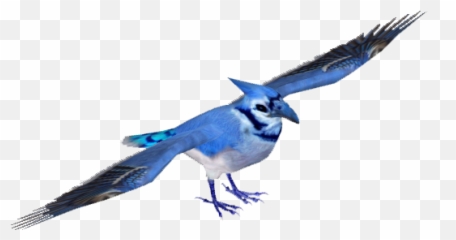 Blue Jay PNG Transparent Images Free Download