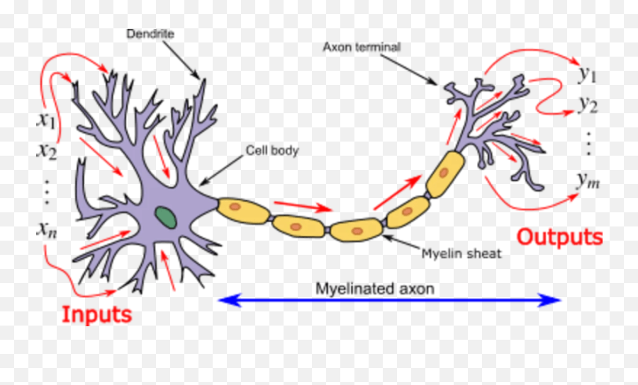 How Neuroscience Inspires Ai Neural Networks That Mimic Png Neuron