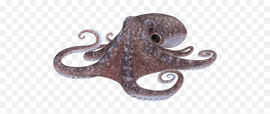Octopus Png Photos - Octopus Species Western Australia,Octopus Png