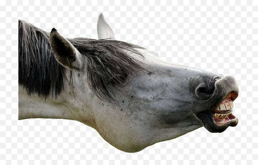 Funny Horse Png 6 Image - Funny Horse Transparent,Funny Png Images