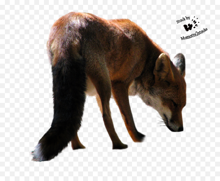 Download Fox Clipart Hq Png Image - Animals Png Cut Out,Fox Clipart Png