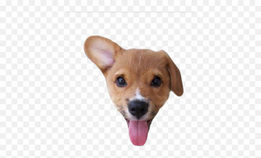 Puppy With His Tongue Png - Photo 525 Free Png Download Cute And Funny Baby Animals,Tongue Png