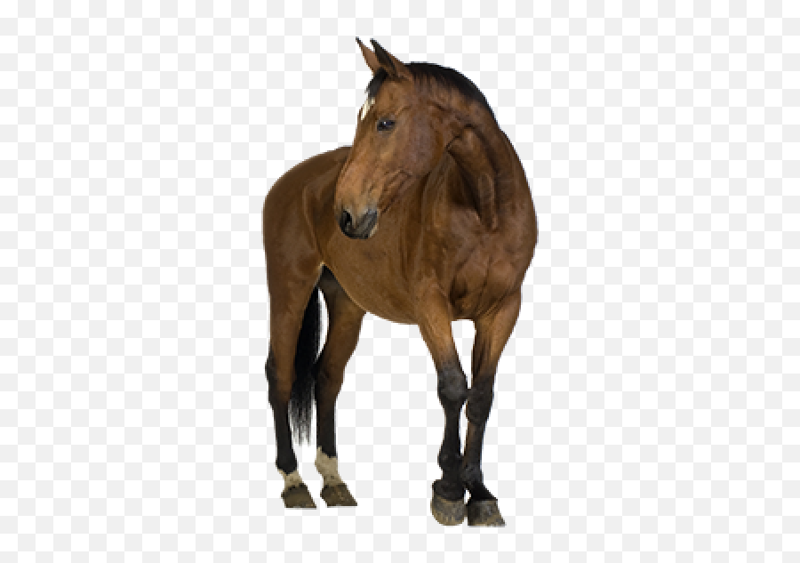 Horse Png Free Image Download 1 Images - Horse Png,Horse Png