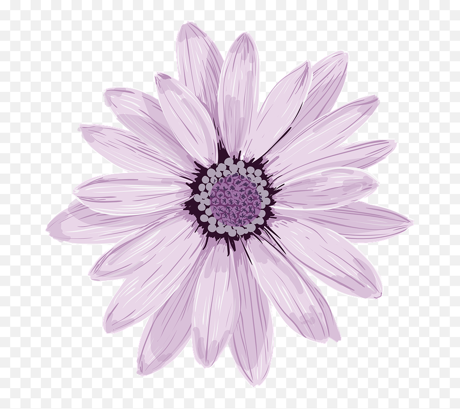 Flower Spring Fresh Stock Images Page - Purple Daisy Sticker Png,Spring Flowers Png